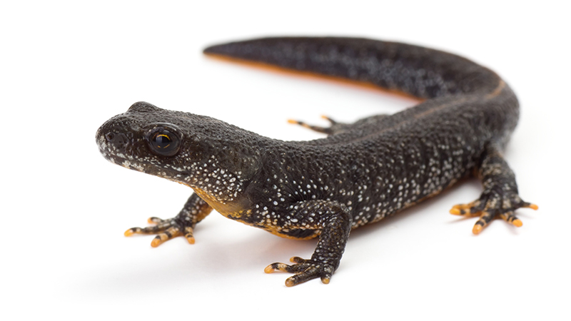 Side profile of a great crested newt