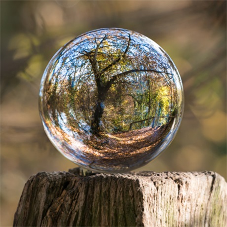 Tree reflected in glass ball
