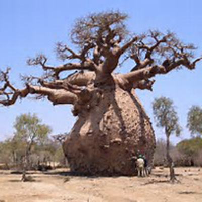 Baobab blog