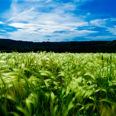 2016 03 Pexels FieldForestAgriculture Green Teaser 02