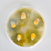 Corn mould petri dish