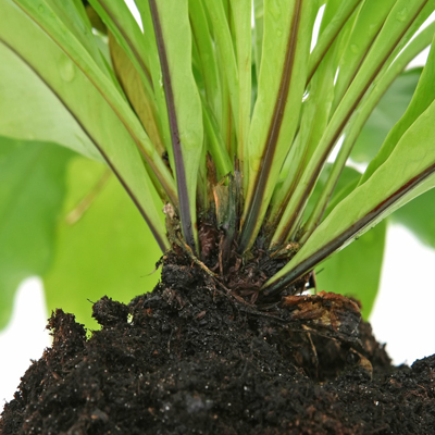 Plant roots in soil