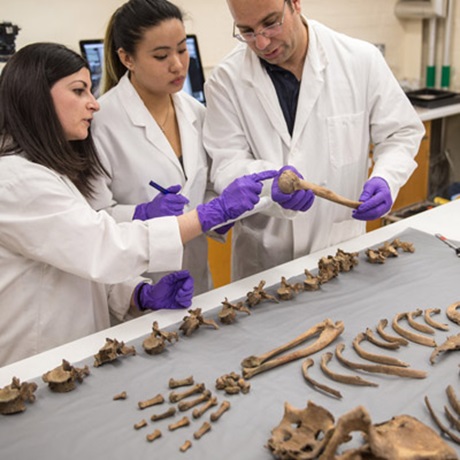 Fundamentals of Forensic Anthropology Osteology