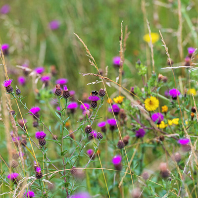 Sustainability Network Speaker Series: Biodiversity - Nature’s gift to business?