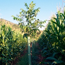 walnut and cherry trees with maize