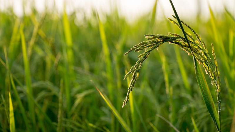 Research aims to boost rice production in Africa
