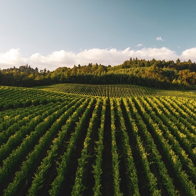 Green fields on a farm