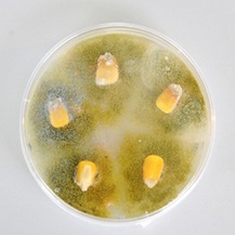Fungus in petri dish