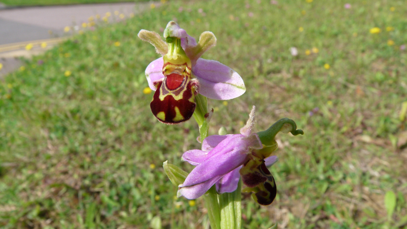 Bee Orchids on the grass