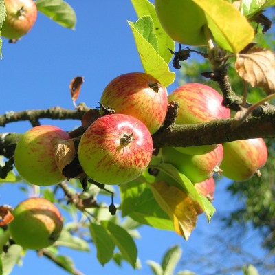 Old apple varieties could provide important health benefits