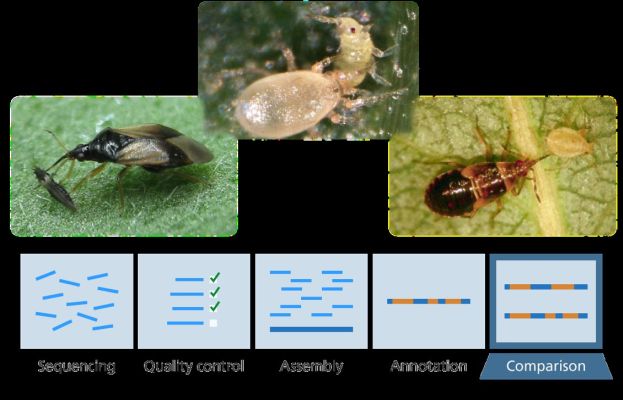 Beneficial predators