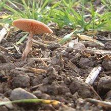 soil and grass and mushroom