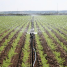 Crop irrigation