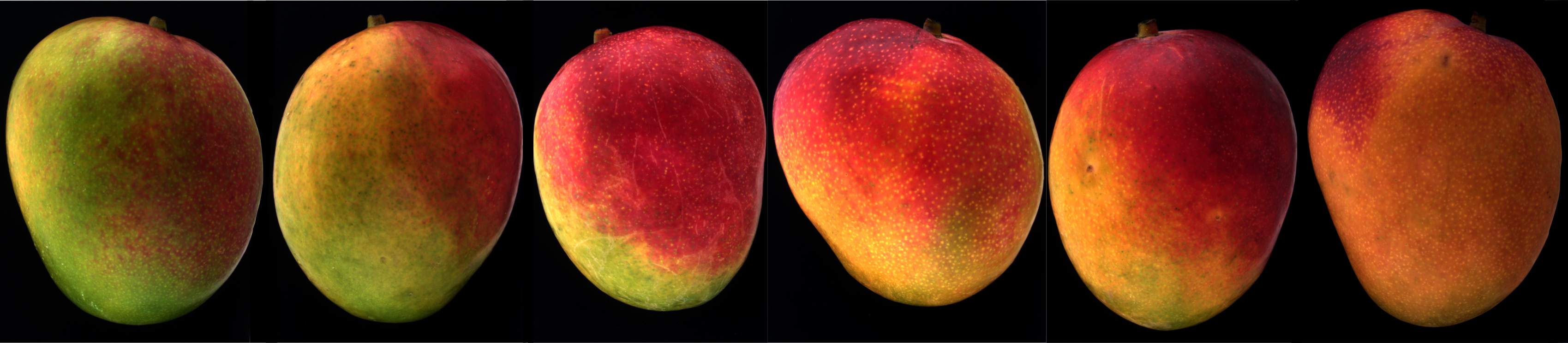 Mango - Kent colour range