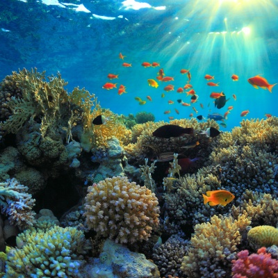 Multi-colour coral reef and fish