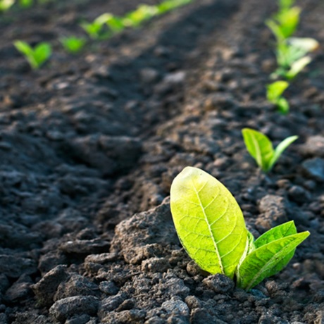 Soil engineering - seedling green