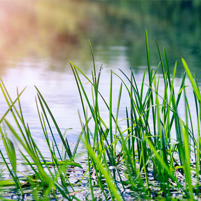 Close up of grass in wetland cropped